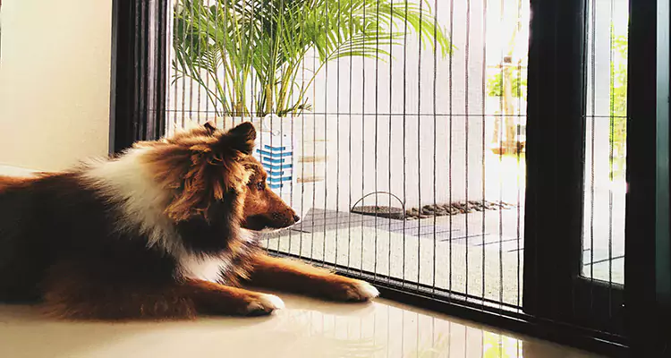 Sliding Screen Pet Door Repair in Milpitas, CA