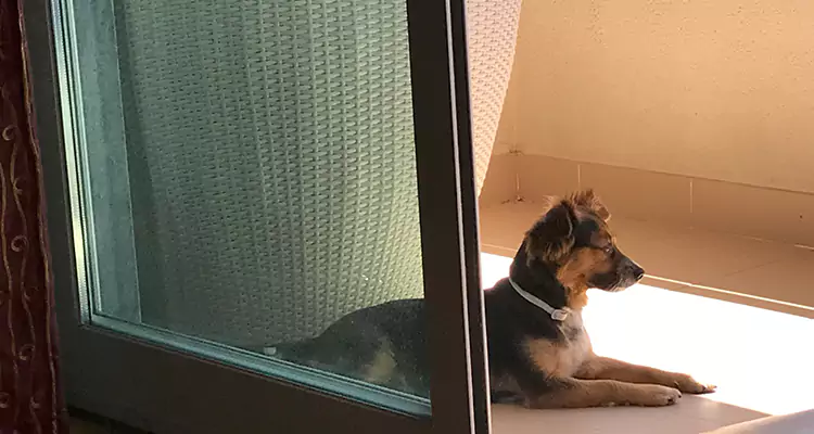 French Door Pet Screen Repair in Milpitas, CA